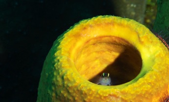 Neon Cleaner in Tube Sponge